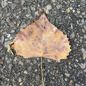 Meet your Posher, Milorad